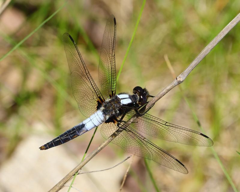 Photo of Chalk-fronted Corporal