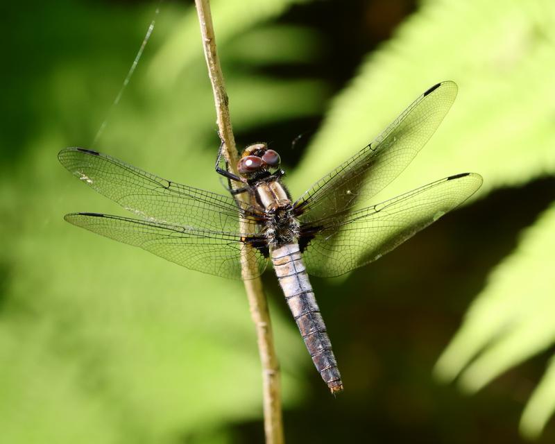 Photo of Chalk-fronted Corporal