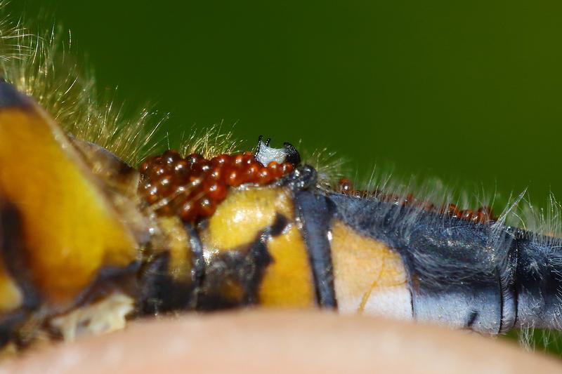 Photo of Belted Whiteface