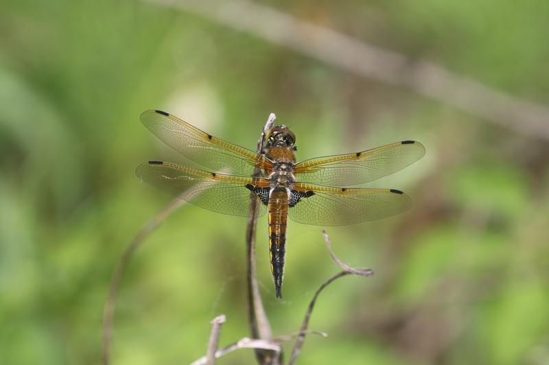 Photo of Four-spotted Skimmer