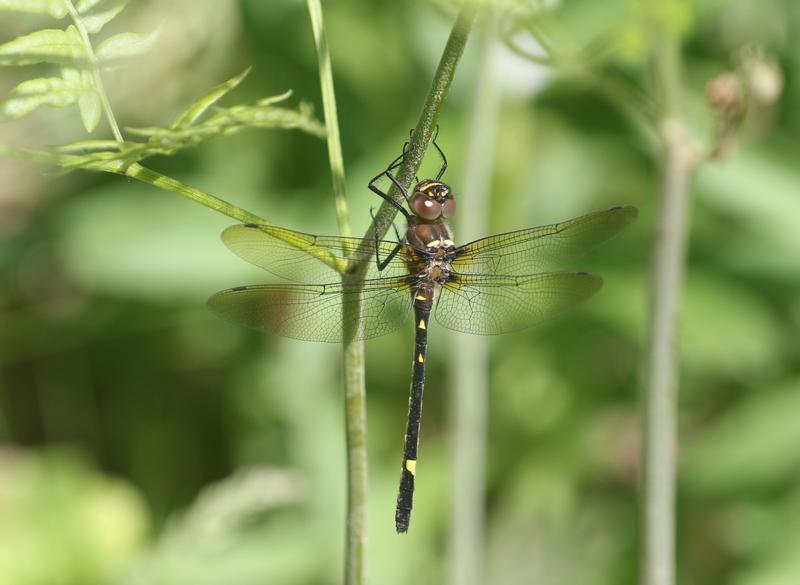 Photo of Swift River Cruiser (Illinois River Cruiser ssp.)