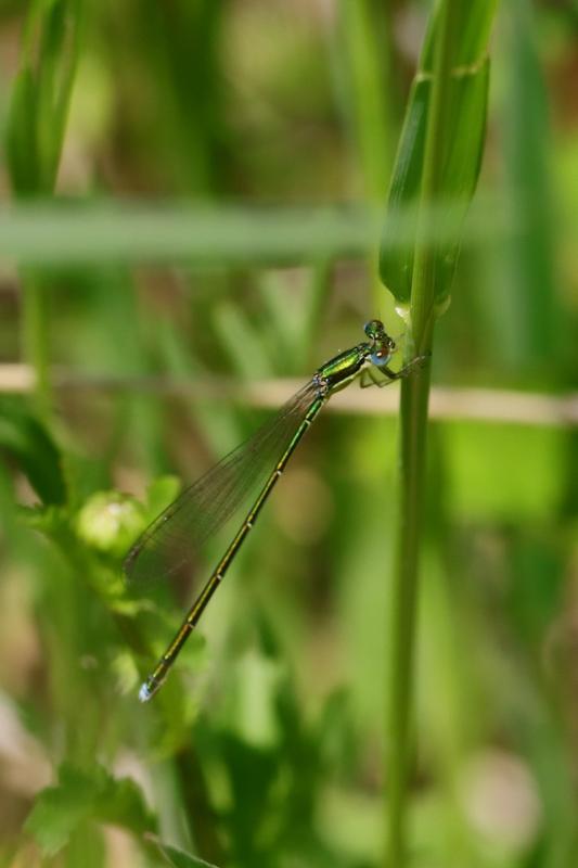 Photo of Sedge Sprite