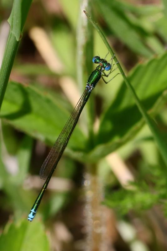 Photo of Sedge Sprite