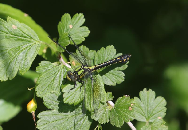 Photo of Pygmy Snaketail