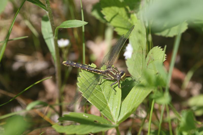 Photo of Lancet Clubtail