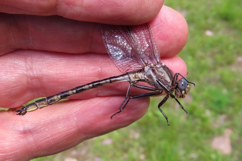 Photo of Dusky Clubtail