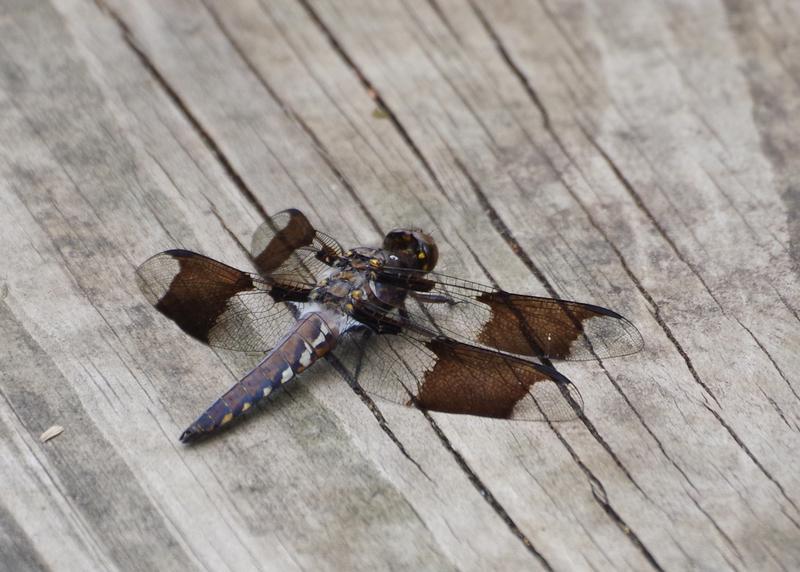 Photo of Common Whitetail