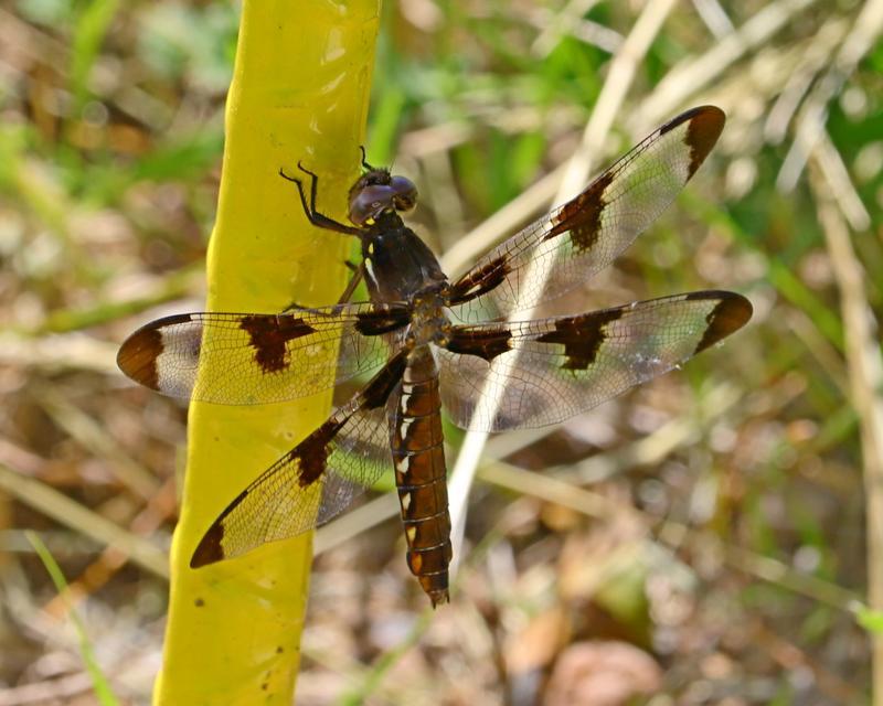 Photo of Common Whitetail