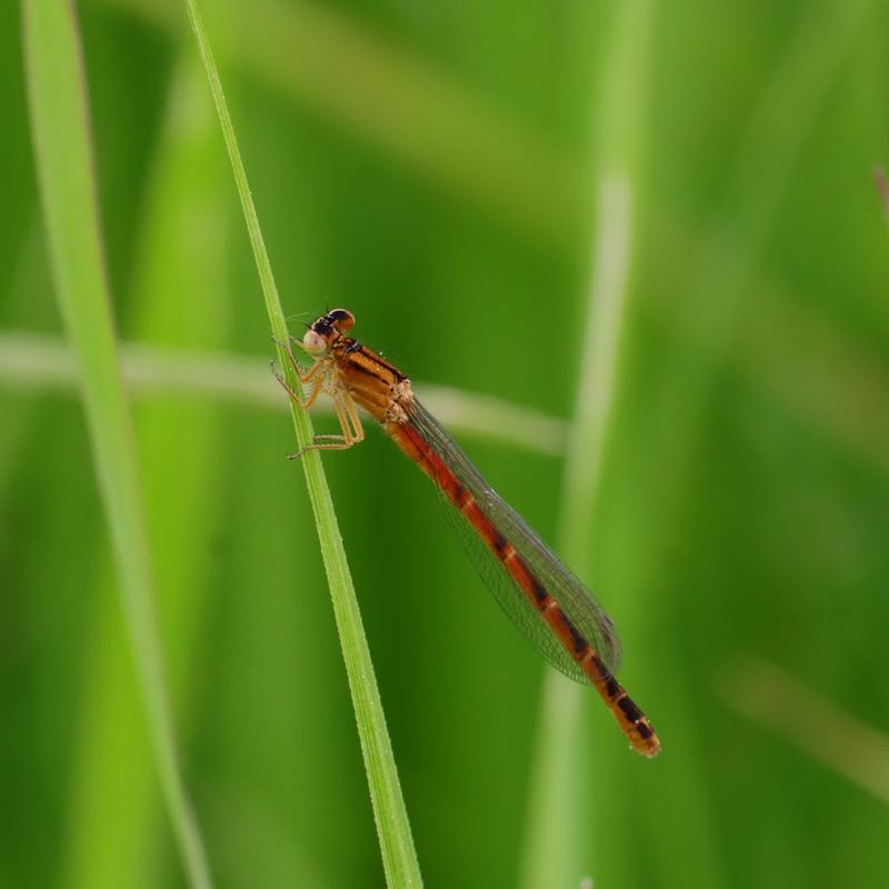 Photo of Western Red Damsel