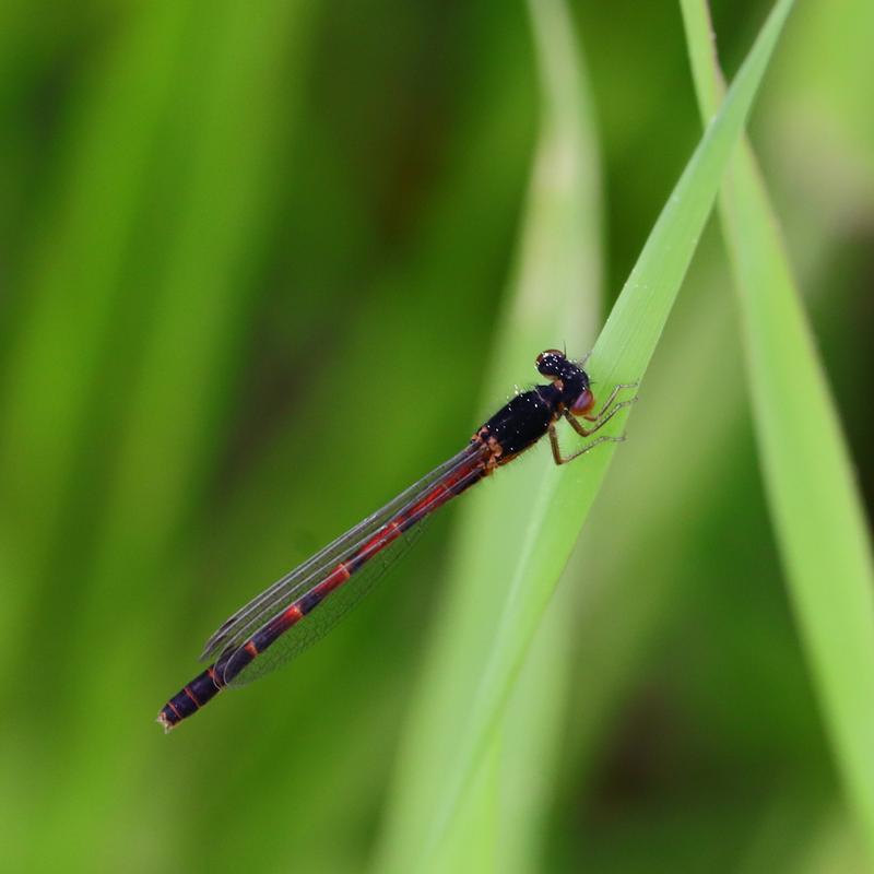 Photo of Western Red Damsel