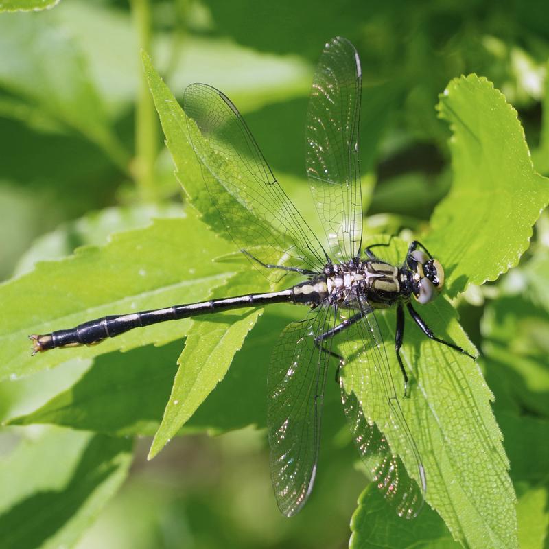 Photo of Lilypad Clubtail