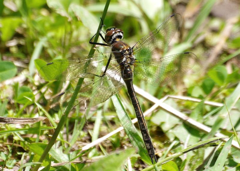 Photo of American Emerald