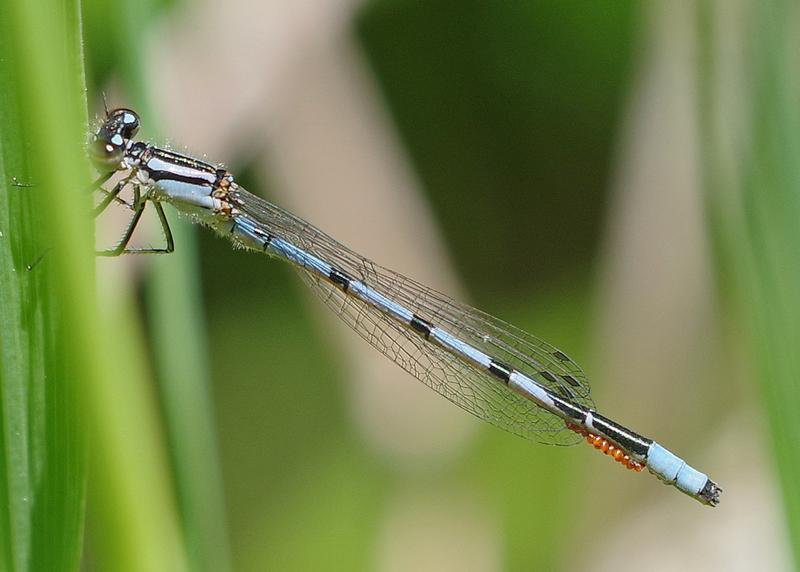 Photo of Marsh Bluet