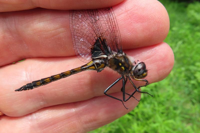 Photo of Common Baskettail