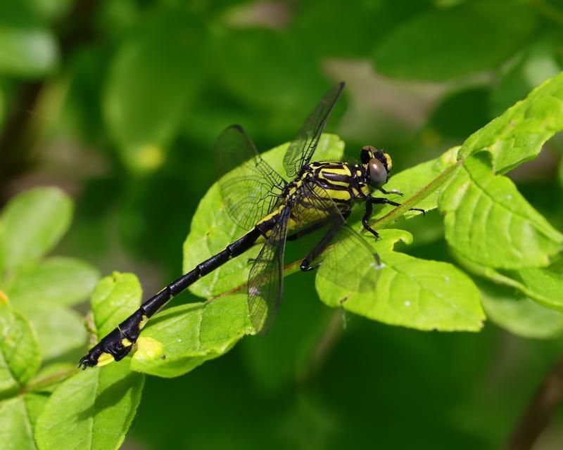 Photo of Cobra Clubtail