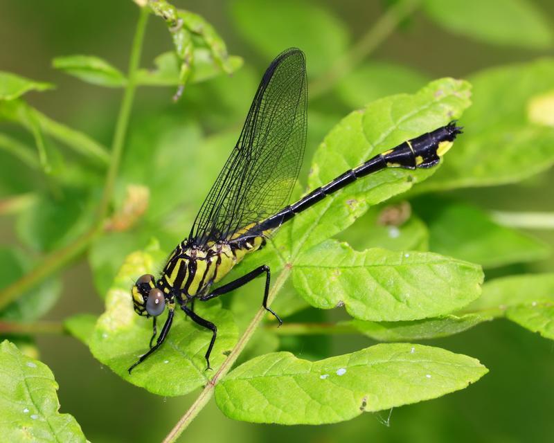 Photo of Cobra Clubtail