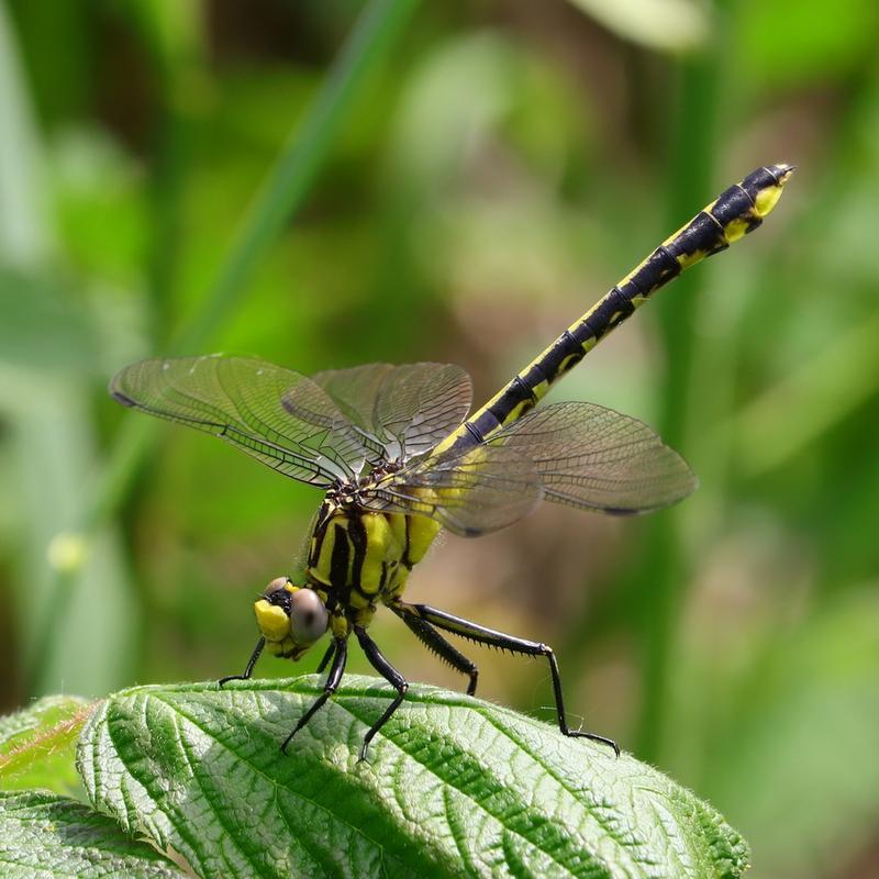 Photo of Midland Clubtail