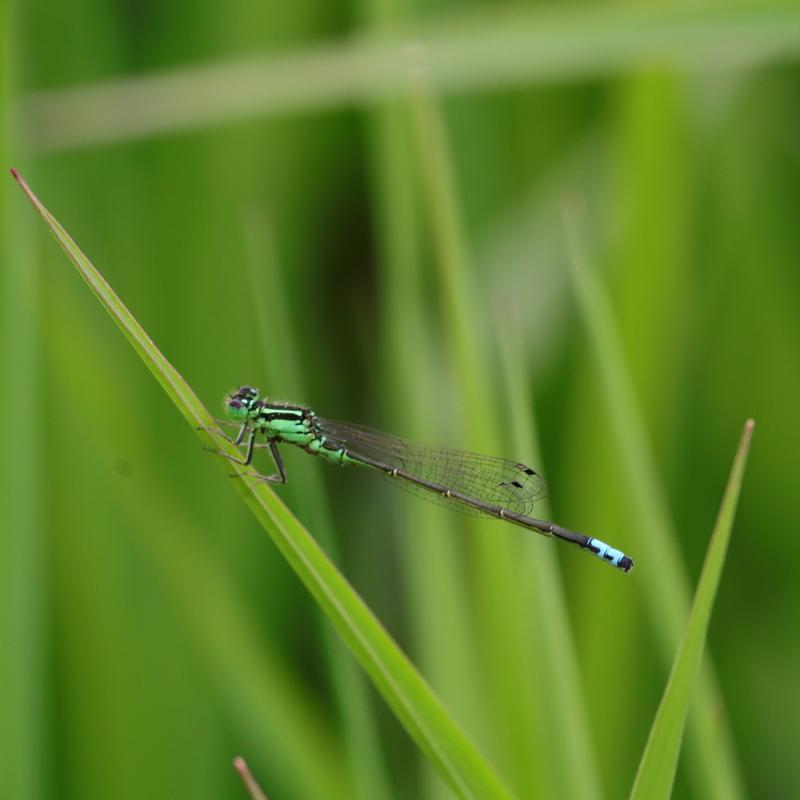 Photo of Eastern Forktail