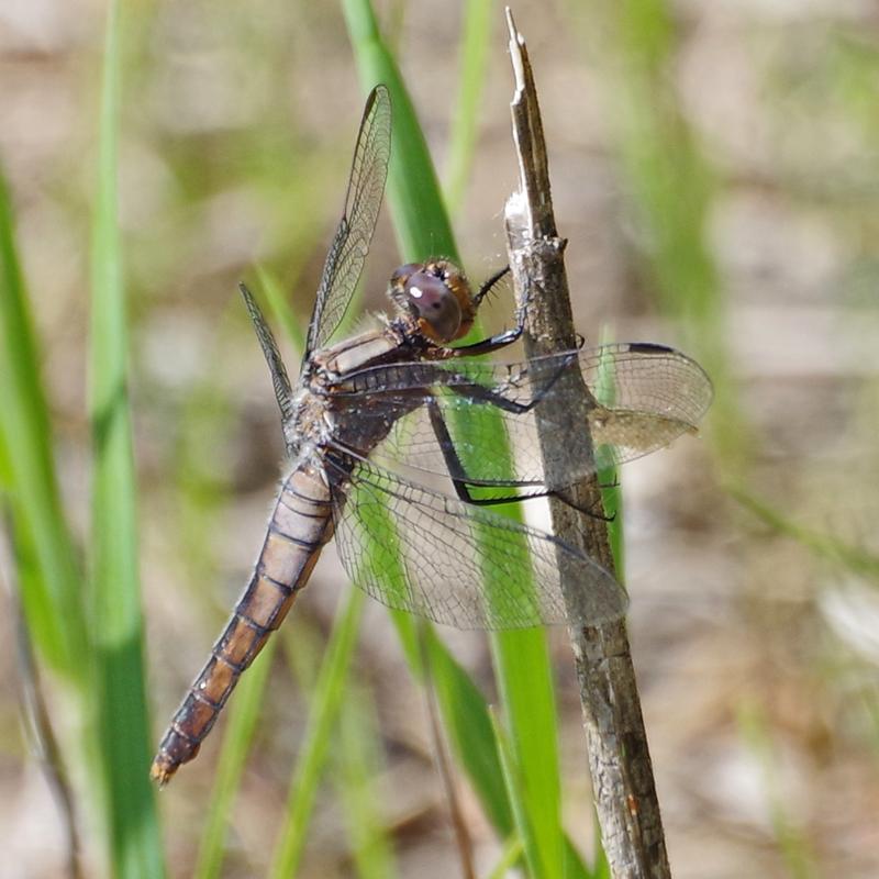 Photo of Chalk-fronted Corporal