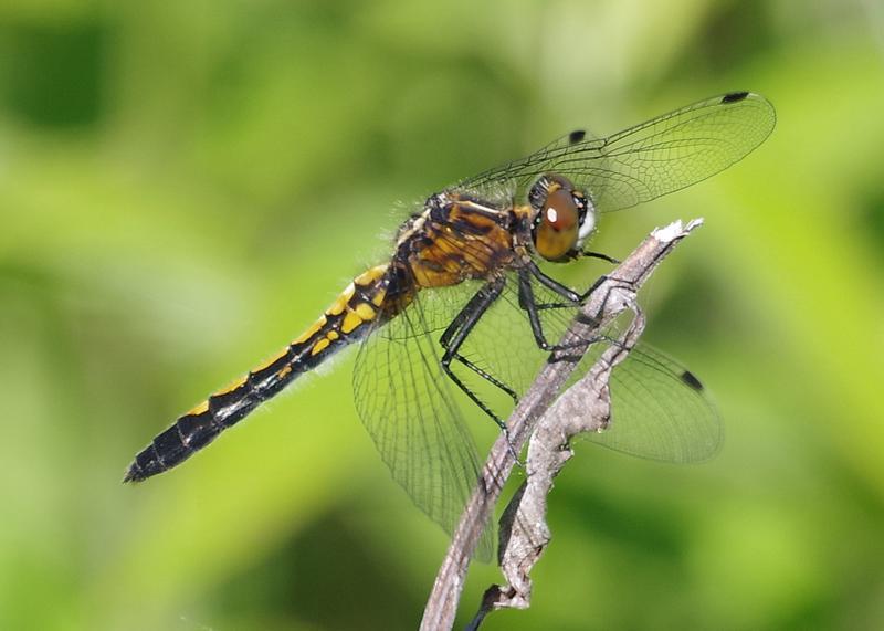 Photo of Dot-tailed Whiteface