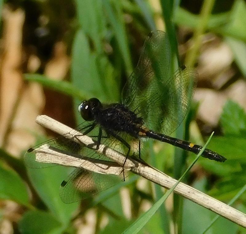 Photo of Dot-tailed Whiteface