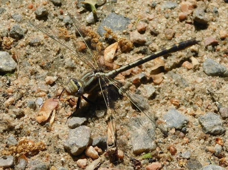 Photo of Dusky Clubtail