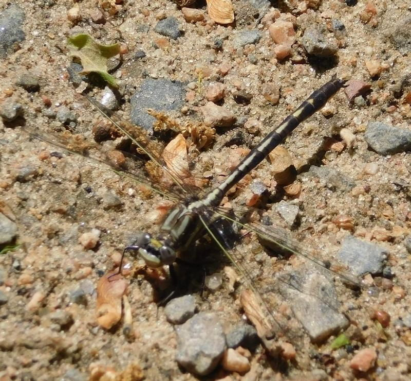 Photo of Dusky Clubtail