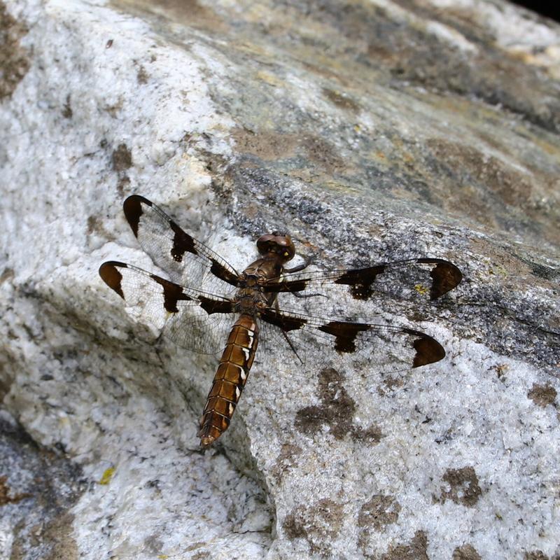 Photo of Common Whitetail