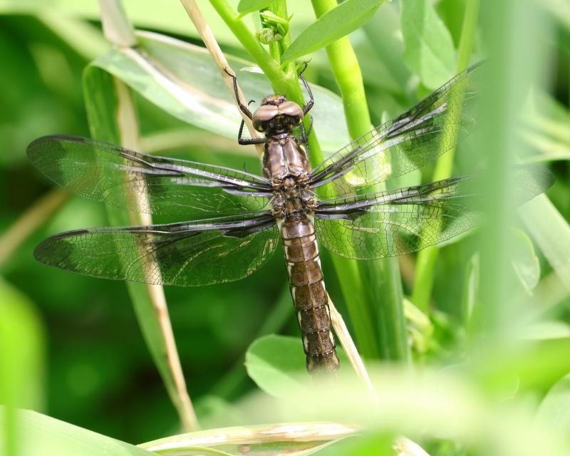 Photo of Common Whitetail