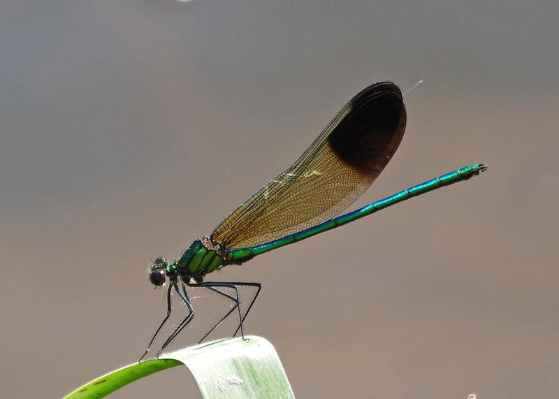 Photo of River Jewelwing