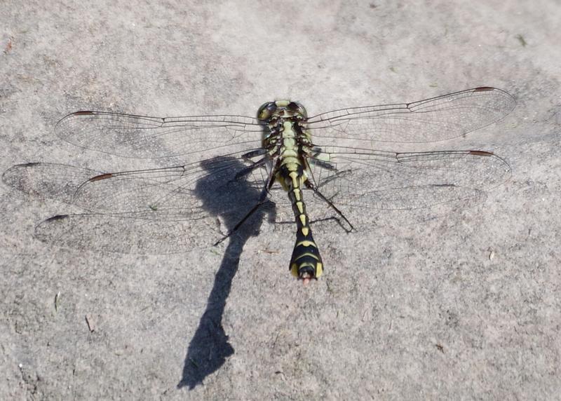 Photo of Midland Clubtail