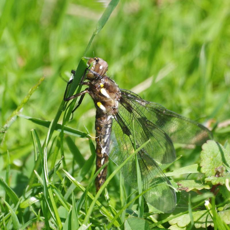 Photo of Common Whitetail