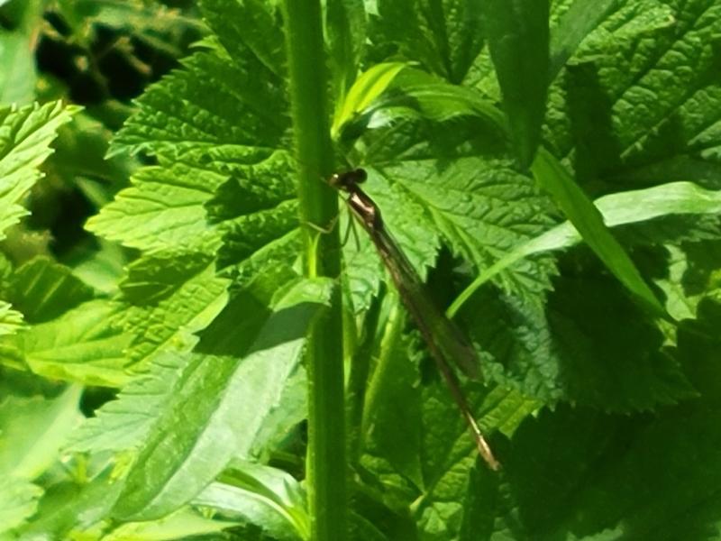 Photo of Slender Spreadwing