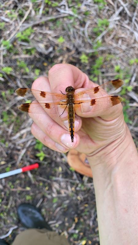 Photo of Painted Skimmer