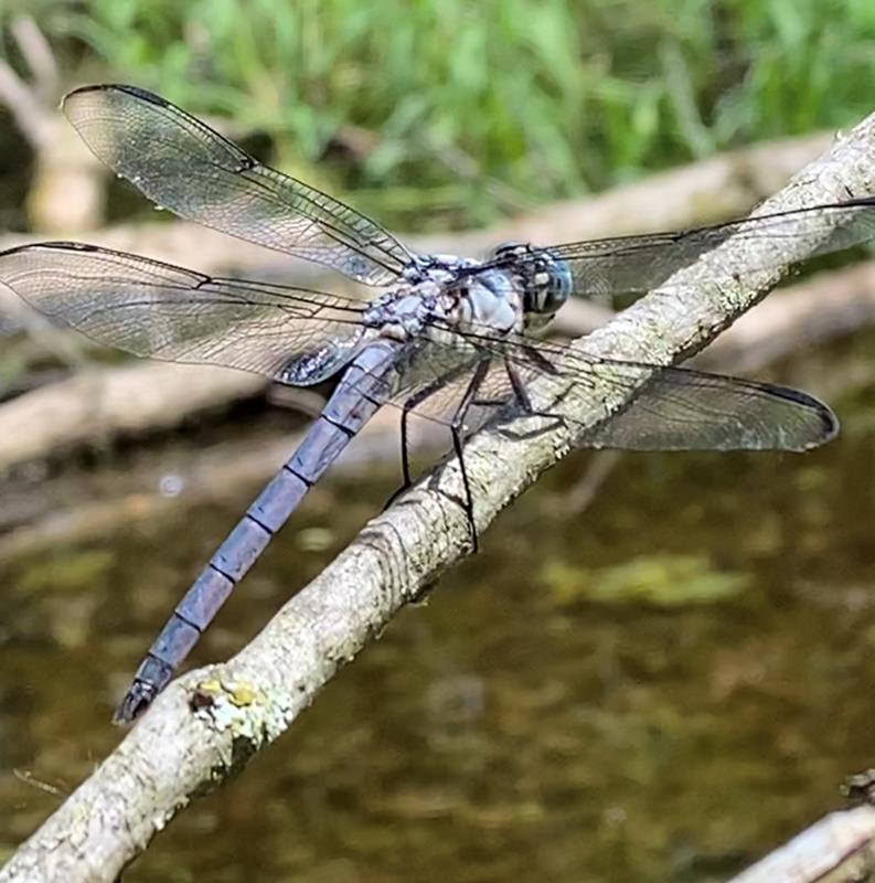 Photo of Great Blue Skimmer