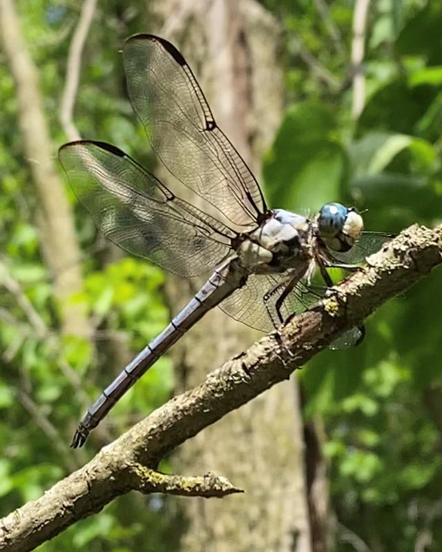 Photo of Great Blue Skimmer