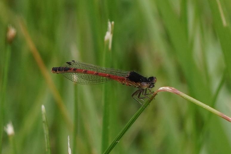 Photo of Western Red Damsel