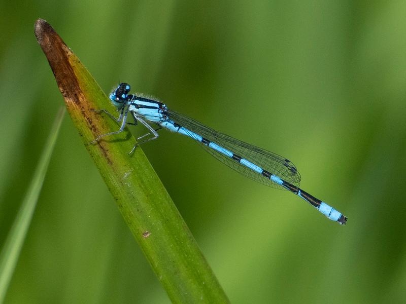 Photo of Marsh Bluet