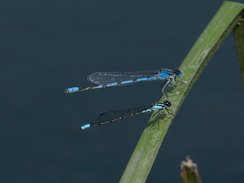 Photo of Skimming Bluet