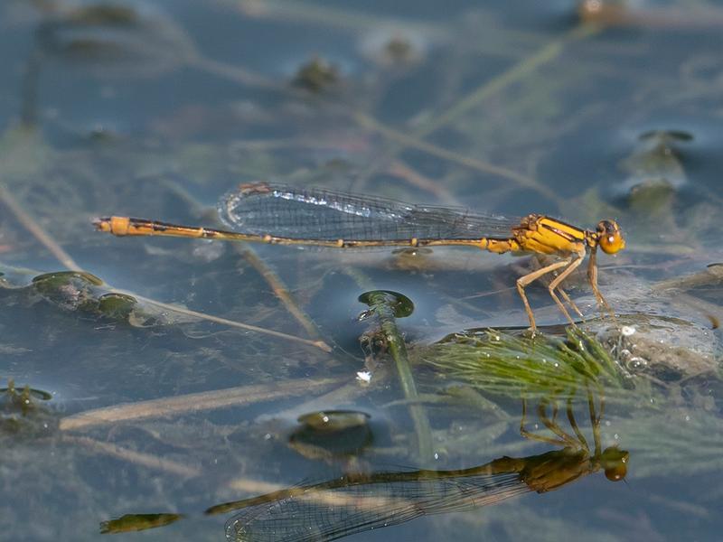 Photo of Orange Bluet