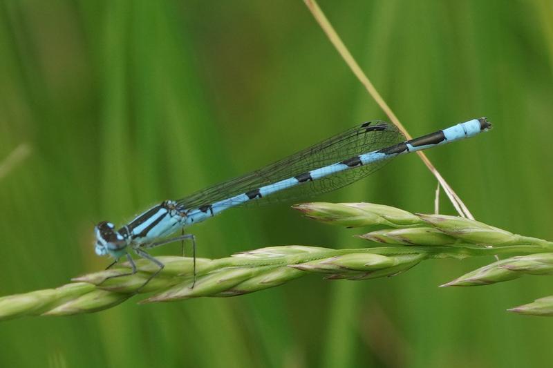 Photo of Marsh Bluet