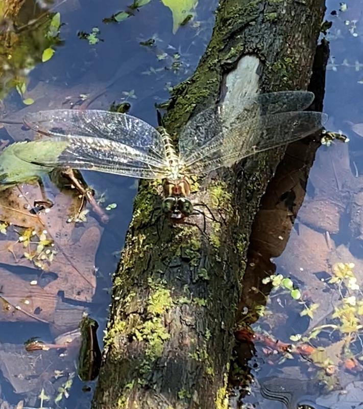 Photo of Swamp Darner