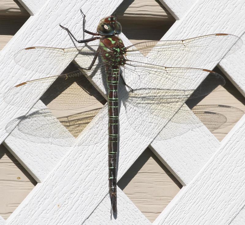 Photo of Swamp Darner