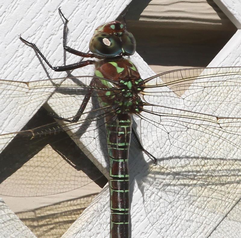 Photo of Swamp Darner