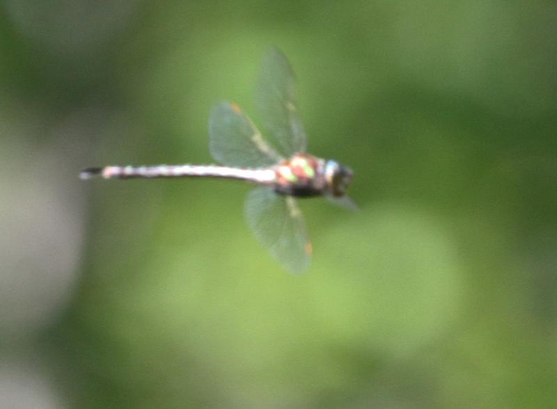 Photo of Swamp Darner