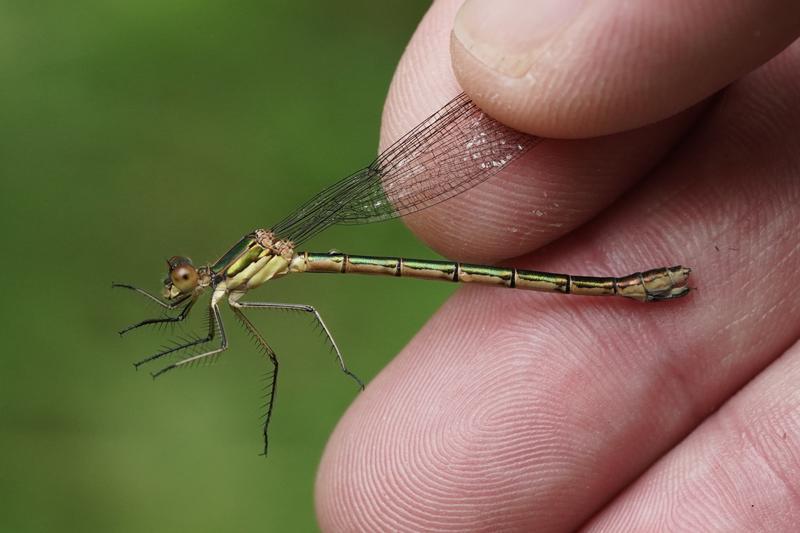 Photo of Emerald Spreadwing