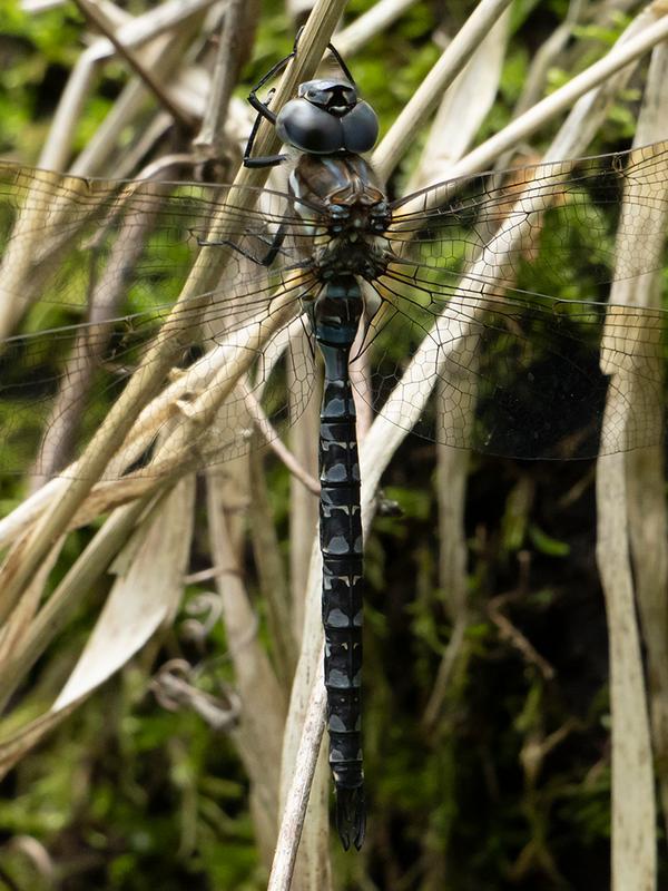 Photo of Spatterdock Darner