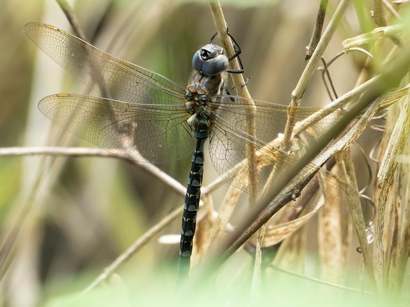 Photo of Spatterdock Darner