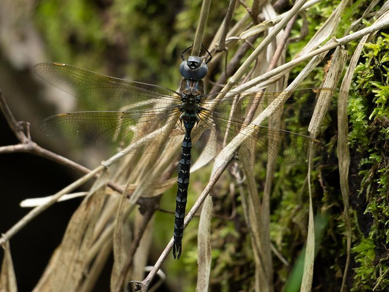 Photo of Spatterdock Darner