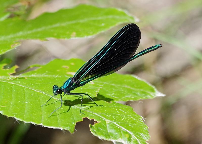 Photo of Ebony Jewelwing